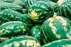 Viele Wassermeldonene liegen neben- und übereinander